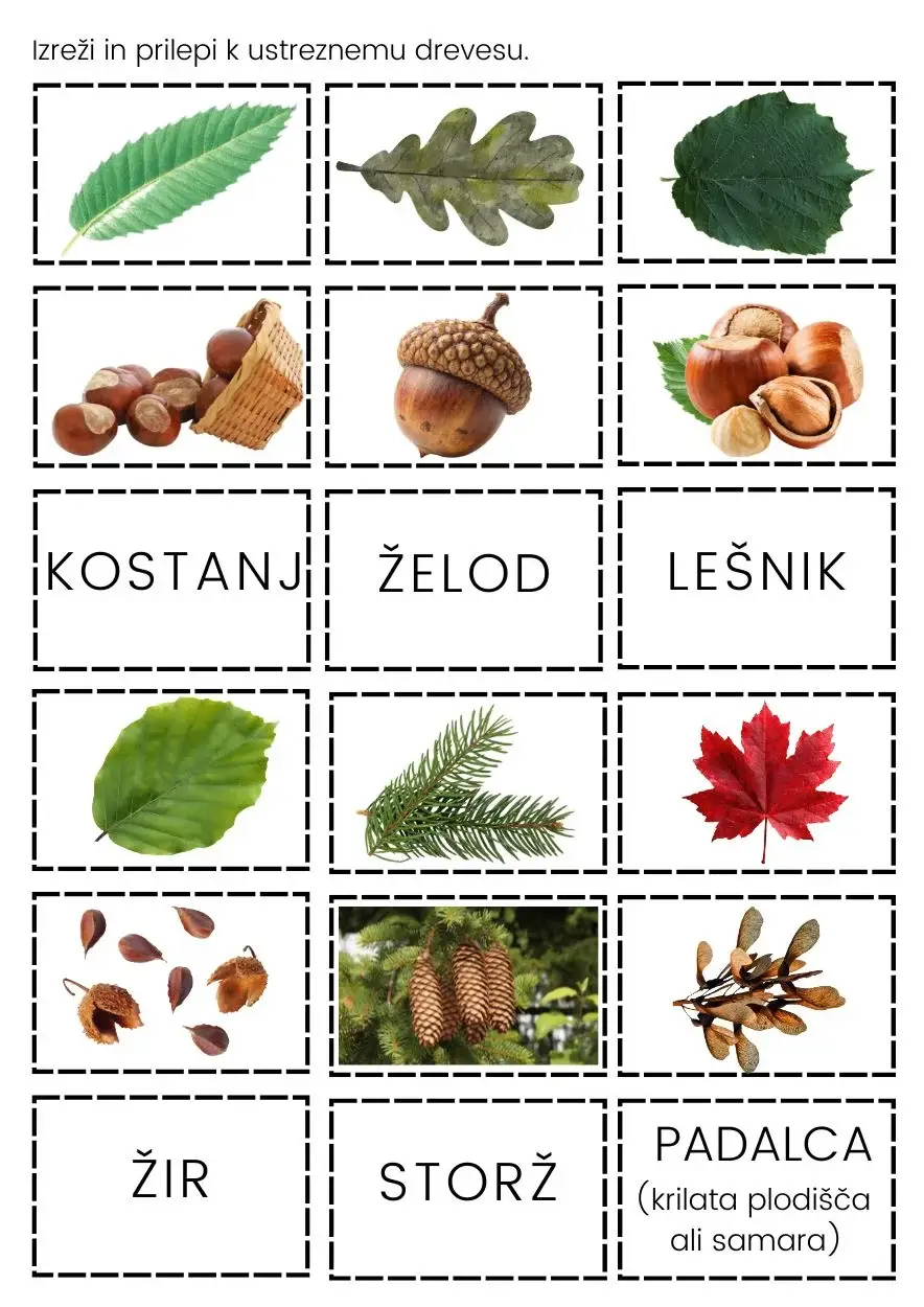gozdna-drevesa-slika-3