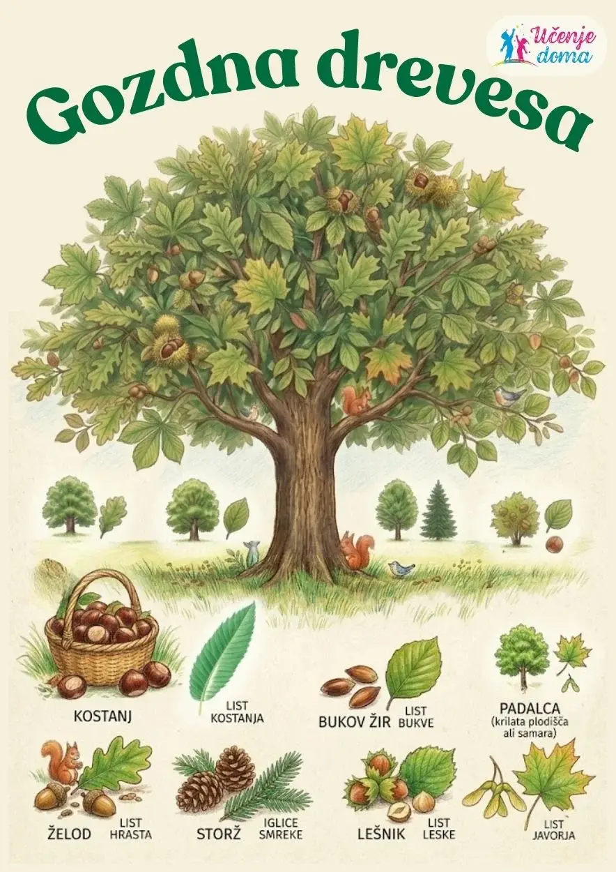 gozdna-drevesa-naslovna-slika